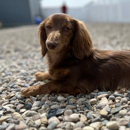 Penny - Dachshund