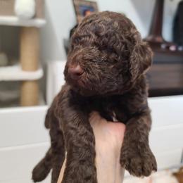 White collar - Brown male Poodle puppy in Colorado Springs, Colorado from Silly's Standard Poodles