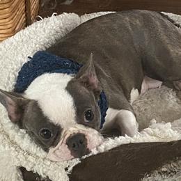Boston Terrier, Companion Cross, and French Bulldog All Grown Up from Cozy Companions