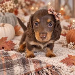 Joy-Genevieve - Chocolate and tan female Dachshund puppy in Riverton, Wyoming from Wild Rose Ridge Doxies
