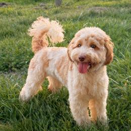 Hazel - Australian Labradoodle