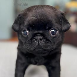 Anna - Black female Pug puppy in Potomac, Maryland from Sonya & Olly Pugs