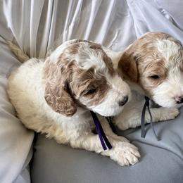 Bernedoodle, Cockapoo, and Goldendoodle Puppies from Avery Doodle Day LLC