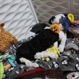 Mycroft - Tri-color male Bernedoodle puppy in Springfield, Missouri from Doodle Dandy Bernedoodles