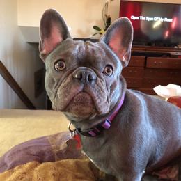 Gabby - French Bulldog