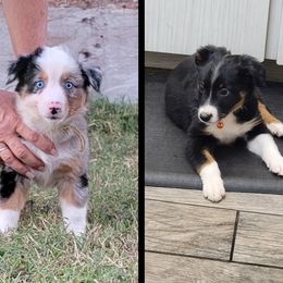 Aussiedoodles, Bernedoodles, Miniature Australian Shepherds, and Poodles from Waterford Doodle Farm