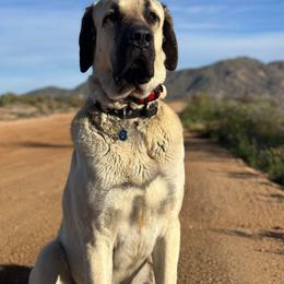 Turkish Boz Shepherd All Grown Up from Urmah Kennel