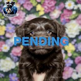 AUTUMN - Liver female Miniature Schnauzer puppy in Spruce Pine, North Carolina from Schnauzers of Blue Ridge