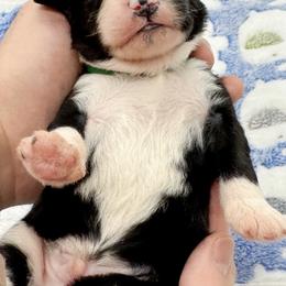 Panda - Black and white male Bernedoodle puppy in Claremont, North Carolina from Magnolia Grove Farms