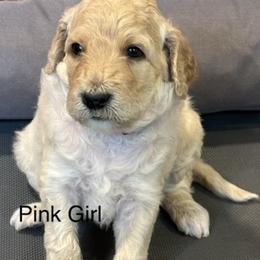 Pink Girl - Cream female Goldendoodle puppy in Colorado Springs, Colorado from Pikes Peak Doodles