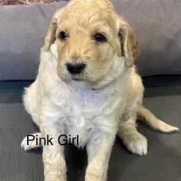 Pink Girl - Cream female Goldendoodle puppy in Colorado Springs, Colorado from Pikes Peak Doodles
