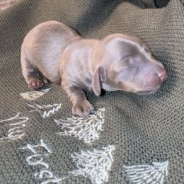 Orín - Gray (blue) and tan male Dachshund puppy in Barstow, California from Kindle & Burrow Dachshunds