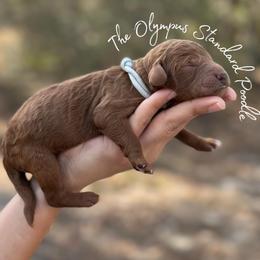 Coming Soon - Red  male Poodle puppy in Spring Hills, Florida from The Olympus Standard Poodle