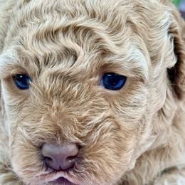 Poodle Puppies from Pet Guardian Smart Kennels, LLC