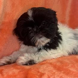 Oreo - Black and white male Shih Tzu puppy in Oak Park, California from Boodaboo Shih Tzu’s