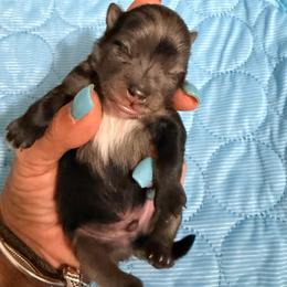 Jelly Bean - Blue merle male Pomeranian puppy in Clarksville, Tennessee from Bee Mine Maltipoos and Pomeranians