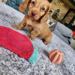 Dachshund Puppies from EB's Cajun Lil' Doxies