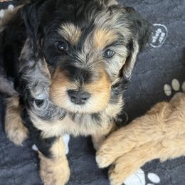 Teddy - Merle male Goldendoodle puppy in Chapin, South Carolina from Kava Kennels