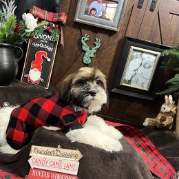 Havanese Puppies from Homeward Havanese, LLC