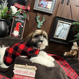Havanese Puppies from Homeward Havanese, LLC
