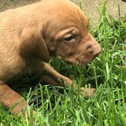 Boy 2 - Golden rust male Vizsla puppy in Tracy, Minnesota from SkoglundFarm Vizslas