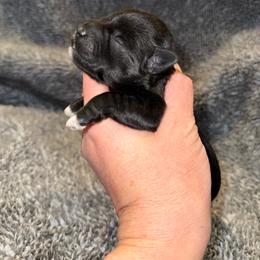 Delilah's black beauty female - Black female Miniature Schnauzer puppy in Forest, Virginia from Prestige Kennel LLC