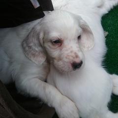English Setter Puppies from Finlauson's Pet Care Center and Granite State Service Dogs