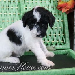 Girl 2 - Parti Poodle puppy in Sarver, Pennsylvania from Pemper House Poodles