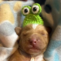 Boy 1 - Red male Cavapoo puppy in Cottondale, Florida from Pat’s precious puppies