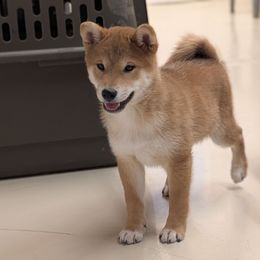Red male - Red male Shiba Inu puppy in Warren County, New Jersey from Yellow Gate Kennel