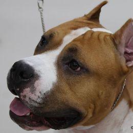 Biscuit - American Staffordshire Terrier