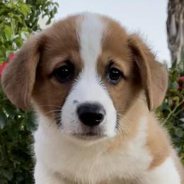 Pembroke Welsh Corgis from Top Shelf Livestock