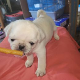 Sassy - White female Pug puppy in Spokane, Washington from Kapelac's Royal Pugs