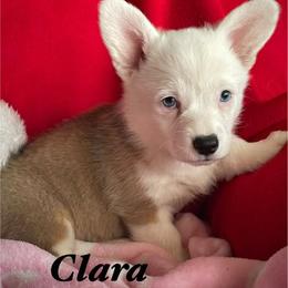 Clara - Triple clear - Akc reg - White and red female Pembroke Welsh Corgi puppy in Hesperia, California from Amatskennel - Stubby Tails Ranch