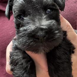 Girl 2 - Black female Miniature Schnauzer puppy in Mountain Home, Idaho from Kissack Kennels