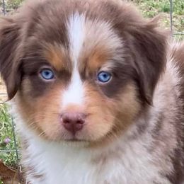Miniature Australian Shepherds from Branded Trails Aussies
