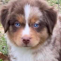 Miniature Australian Shepherds from Branded Trails Aussies
