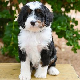 Bernedoodle puppies from Sun Valley Goldendoodles
