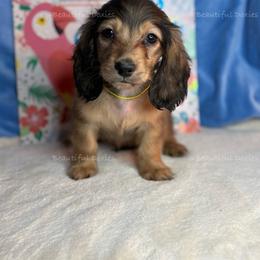 Dingo - Sable male Dachshund puppy in Washington from Beautiful Doxies