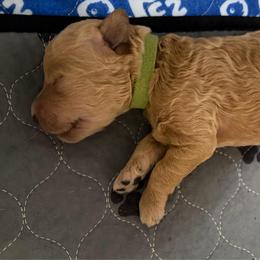 Mr Green - Cream male Goldendoodle puppy in Indiana, Pennsylvania from Kathy's Doodles