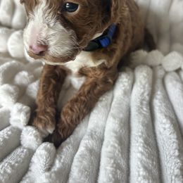 Poodle puppies from West Cobb Dogs