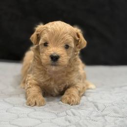Fritz - Apricot male Maltipoo puppy in Bowling Green, Kentucky from Denise Clark