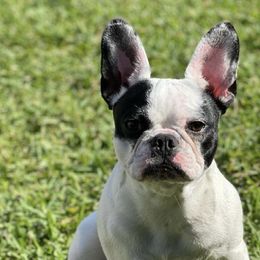 French Bulldogs from Cozzyfrenchie