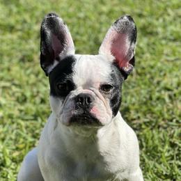 French Bulldogs from Cozzyfrenchie
