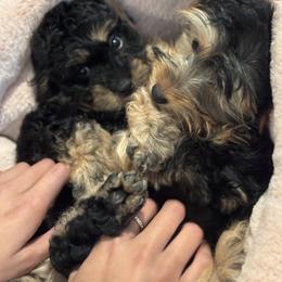 Old English Sheepdog, Poodle, Sheepadoodle, and Yorkipoo Puppies from Love Tallulah Sheepadoodles LLC