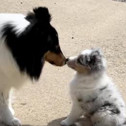 Shetland Sheepdogs from Somerlake Shetland Sheepdogs