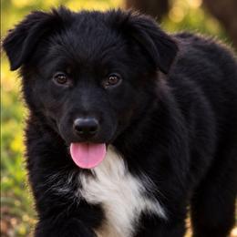LARK - Black female Australian Shepherd puppy in Nowata, Oklahoma from 4Feathers