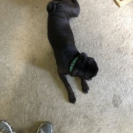 Maggie - Chinese Shar-Pei