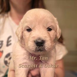 Mr. Tan - Light golden male Golden Retriever puppy in Waynesburg, Ohio from Avalon English Retrievers