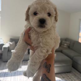 Male 2 - Cream male Poodle puppy in Grass Valley, California from Cuddle Paws Poodles